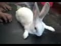 la bioquimica en un conejo