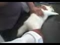 la bioquimica en un conejo