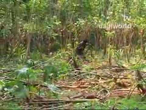 Organic Farming