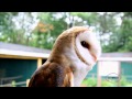 Wild Wings