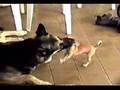 pelea de perros estupudos 