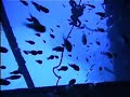 Bonaire:  Wreck Dives
