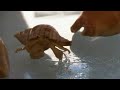 Marine Hermit Crabs-2