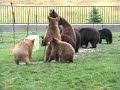 It's feeding time for the bear cubs at Bear Country USA in South Dakota