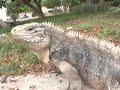 LOS TESOROS DE LA ISLA VIDEO 1