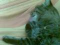 videos de gatto ke si lecca a ritmo d musica