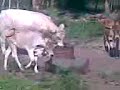 pedriando vacas o toros sabe que son pero son
