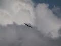 Eagle -short #1