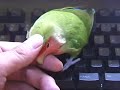 LoveBird ???????????????? LoveBird ????????????????