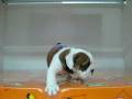 videos de bulldog Ingles Hembra STA REF:167