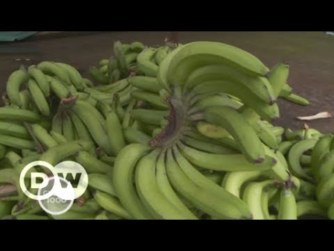 Ecuador: Sterben der Bananen | DW Deutsch