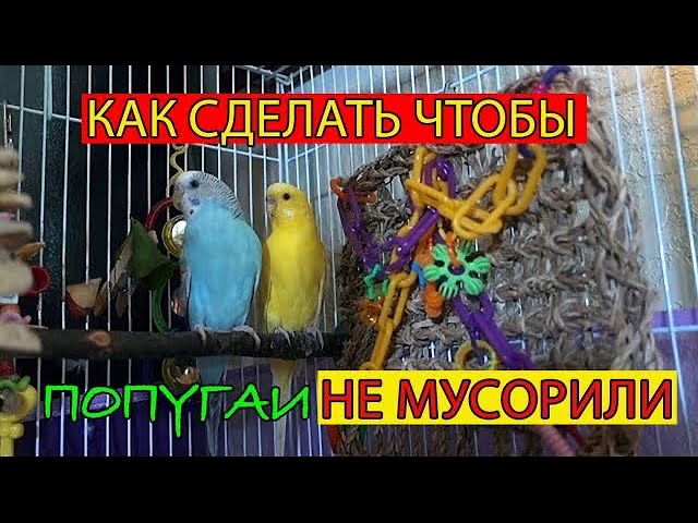 КАК СДЕЛАТЬ ЧТОБЫ МУСОР НЕ ВЫЛЕТАЛ ИЗ КЛЕТКИ И ЧТОБЫ ПОПУГАЙ НЕ КАКАЛ 💩 НА ОДЕЖДУ