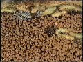 Tunneling Termites