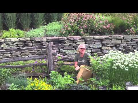 how to harvest tarragon