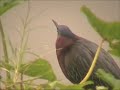 Herons and Egrets: A Tribute to My Favorite Wading Birds Herons and Egrets: A Tribute to My Favorite Wading Birds