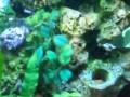 videos de dvc_r fishtank.mpg