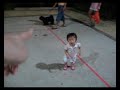 Amabel following a dog