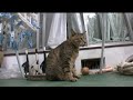 ツネオ歩き2008