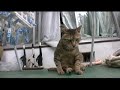 ツネオ歩き2008