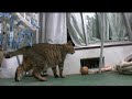 ツネオ歩き2008