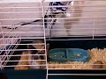my bunny :)