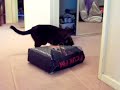 My Crazy Tonkinese Cats in Action :)