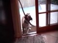 Funny Bulldog Brings Huge Stick In The House - animals, bulldog, house, huge, pets, stick, funny