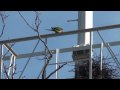 Wild Monk Parakeets of Brooklyn, 65th Street Dust Bowl Park