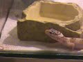 Luipaardgekko (Eublepharis Macularius) jonkie