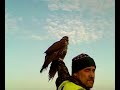 gyr falcon juvenile (black) gyr falcon juvenile (black)