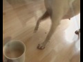 Muchi Hates Coffee