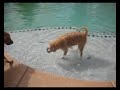 Cliquot splashin in the pool