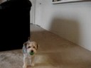Maxamillion