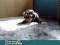 Chaton nouveau n�