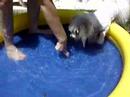 Ava bobbing for treats Ava bobbing for treats
