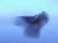 Starlings in sp