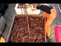 Crab Fishing on the Mary F, Crab Fishing, New Crabbing Video