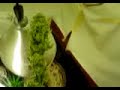 Jamacian Juicy Fruit Buds