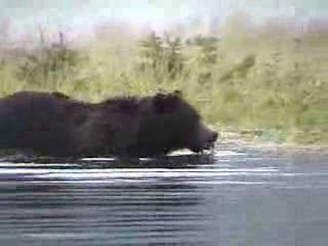 Bear Witch Project - Part 1