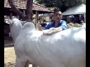 Exposição de Animais, cuidado do tratador de Nelore na manhã ensolarada aqui em Recife - PE.
