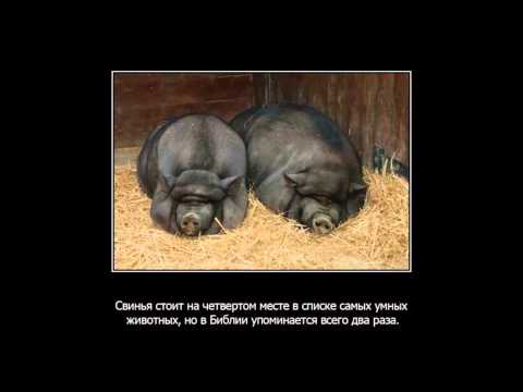кайот