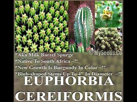 how to collect euphorbia seeds