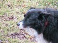 Queeny the Cow Dog, on a Rainy Day