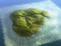XNA Nature and Ocean Scene.mpg