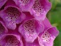 Macro shoots on life