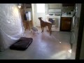 Kaya the boxer chases a fly