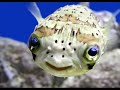 Puffer Fish Singing