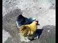 Deve Kuşlarımız İZMİR Kaynaklar Köyü Deve Kuşları Nuri Ağanın Yeri