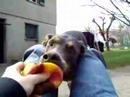 my dogs play with me my dogs play with me