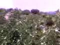 Agion Oros - Karoulia (Mountain Athos)